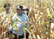 Bupati Banyuasin Tinjau Langsung Kesiapan Panen Jagung Wapres RI