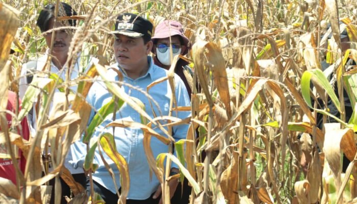 Bupati Banyuasin Tinjau Langsung Kesiapan Panen Jagung Wapres RI
