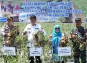 Pemkab Muara Enim Canangkan Semende Darat Tengah Sentra Penangkaran Benih Kentang Varietas Unggul