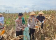Kapolres Pagar Alam Bersama Wakil Walikota Ikuti Zoom Panen Raya Jagung Serentak Bersama Kapolri