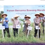 Dukung Swasembada Pangan, Wakil Wali Kota Hj Bertha Panen Raya Bawang Merah