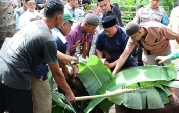 Wali Kota Lubuk Linggau H. Rachmat Hidayat Serahkan Bantuan Sapi Kurban Presiden RI Prabowo