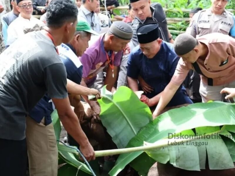 Wali Kota Lubuk Linggau H. Rachmat Hidayat Serahkan Bantuan Sapi Kurban Presiden RI Prabowo
